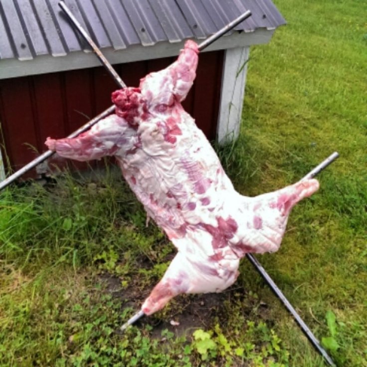 IMG_20140613_123340.jpg image