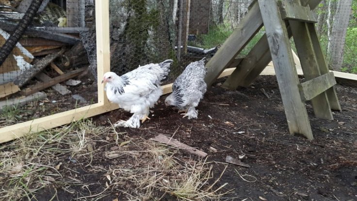 20150510_170227.jpg image