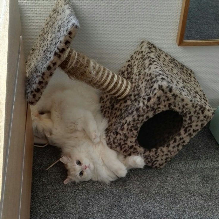 IMG_20160414_082851.jpg image